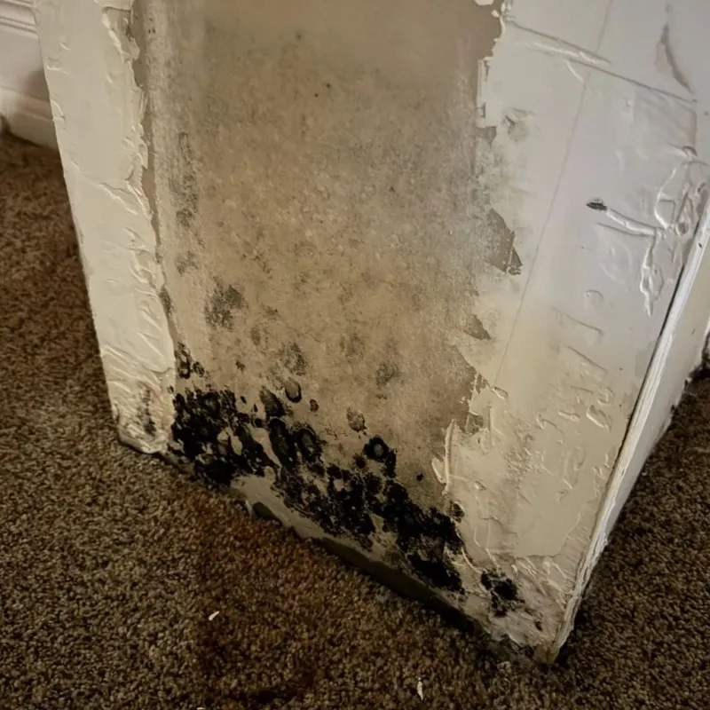 Professional Mold Removal in Harrodsburg, KY